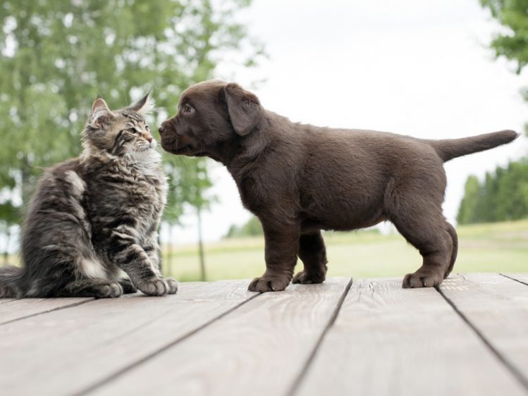 顔を近づける犬と猫