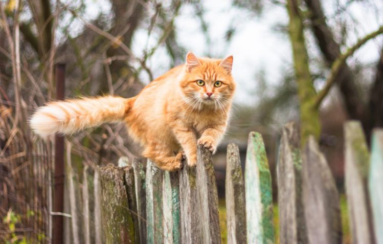 柵の上を歩く猫