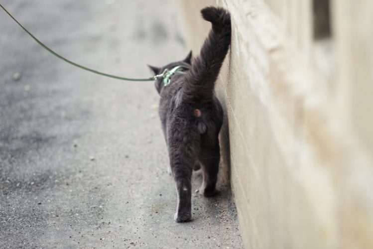 リードを付けて散歩する猫
