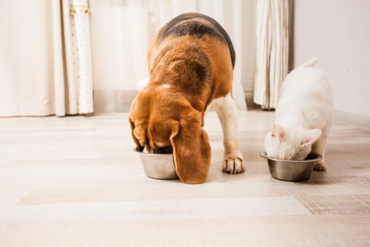 並んでご飯を食べている犬と猫