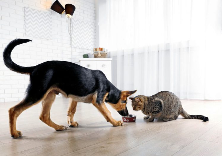 犬と猫が一つのお皿に顔を近づけている様子