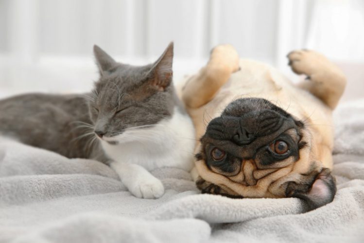 仰向けに寝ている犬と顔を背ける猫