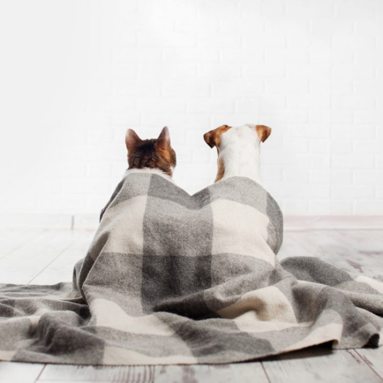 毛布で包まる犬と猫