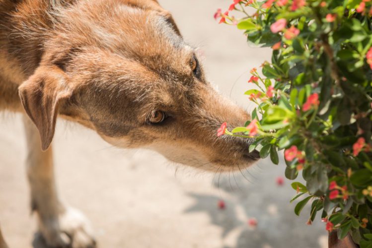 花を匂う犬