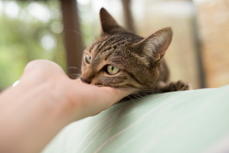 飼い主の手に顎を乗せる猫