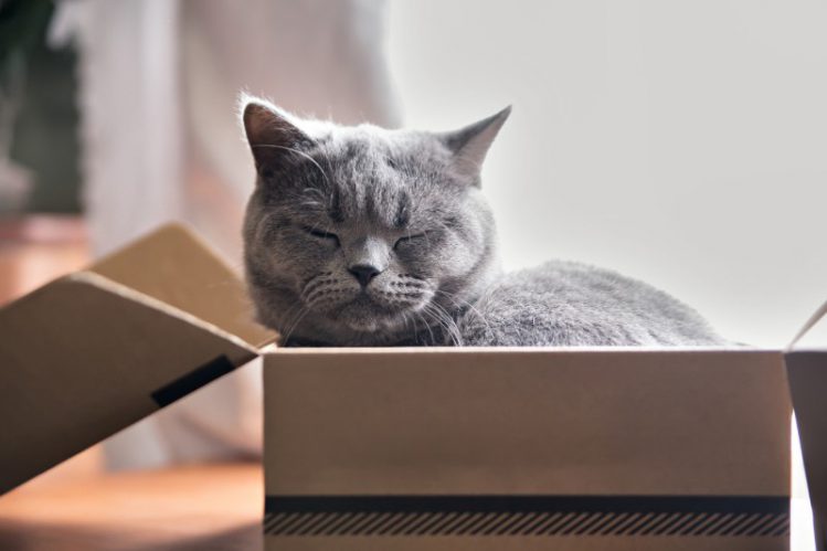 箱に入って目をつぶる猫