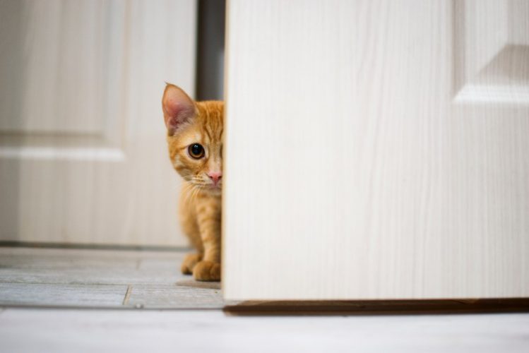 ドアの隙間からこちらを覗く子猫