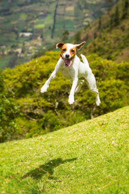 ハイジャンプしている犬