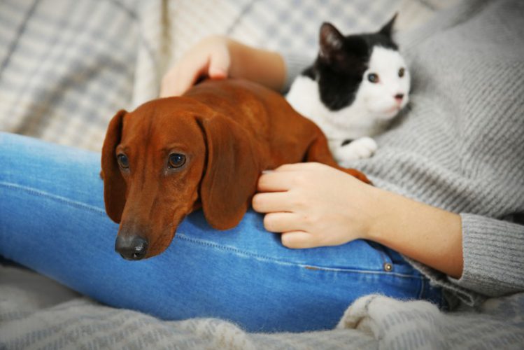 飼い主の女性の膝の上でくつろぐ犬と猫