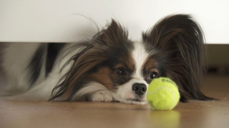 ボールを見つめている犬