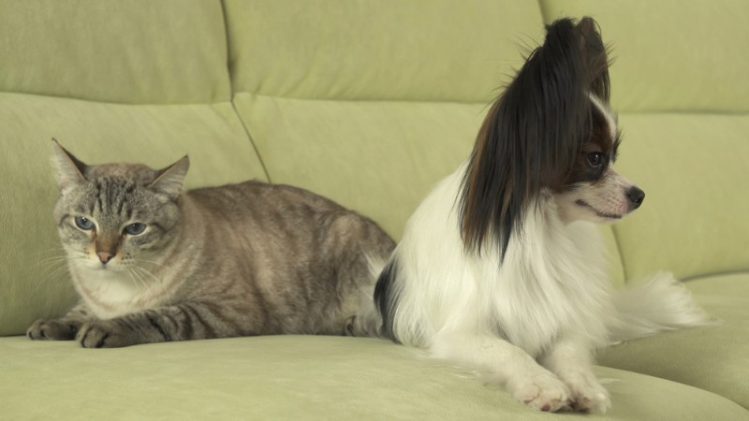 ソファーの上で背中合わせに座る犬と猫