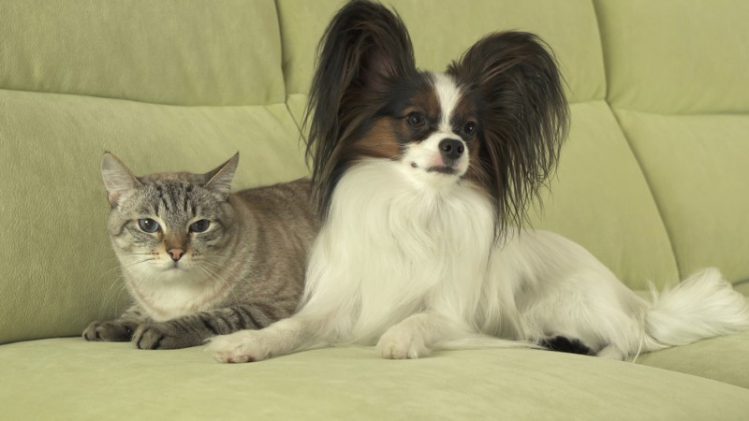 ソファの上で並ぶ犬と猫