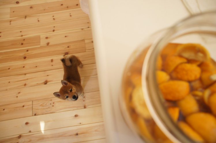 棚の上の食べ物を見つめる柴犬の子犬