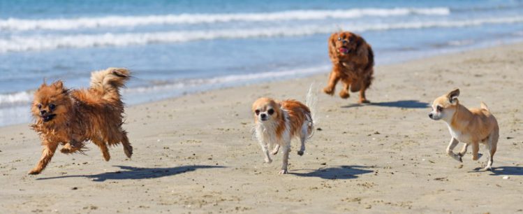 砂浜を走る四匹の犬