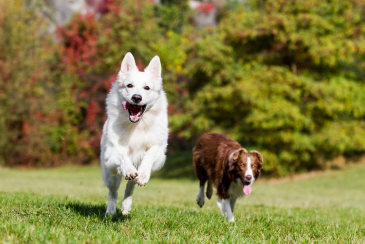 草むらを走る2頭の犬