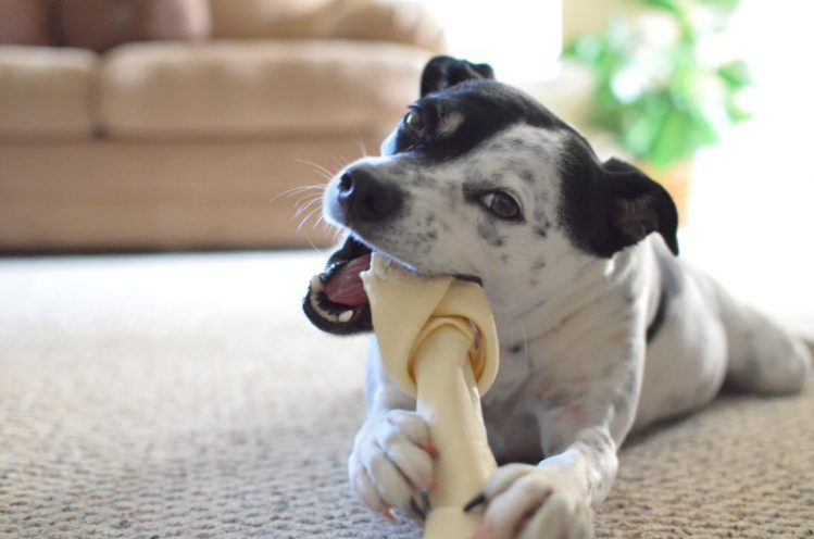 骨型のガムを噛む犬