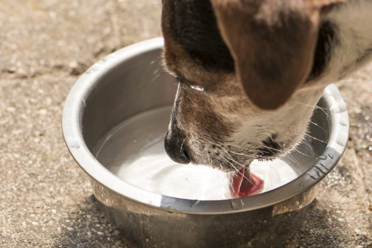 水を飲むシニア犬