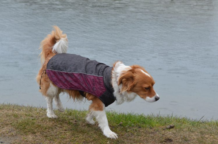 川沿いを歩くレインコートを着た犬