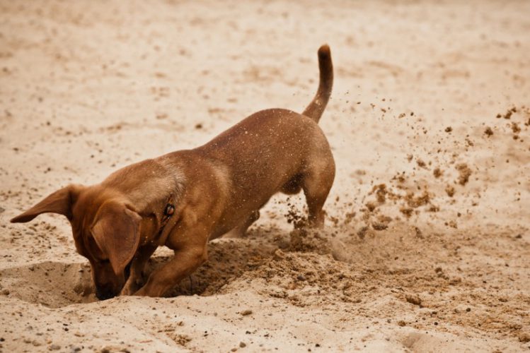 穴を掘る犬