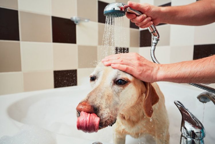 シャワーでシャンプーを流す犬