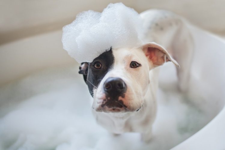 犬と楽しくお風呂に入るコツと注意点