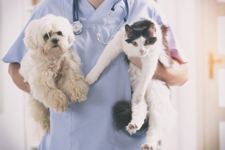 獣医師に抱えられる犬と猫