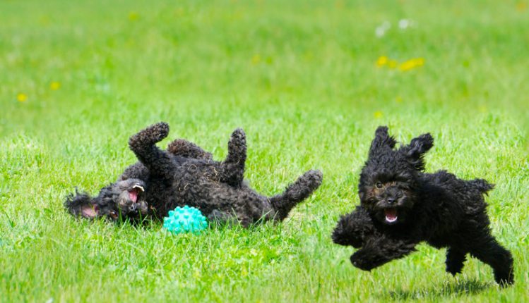 野原で遊ぶ2匹の子犬