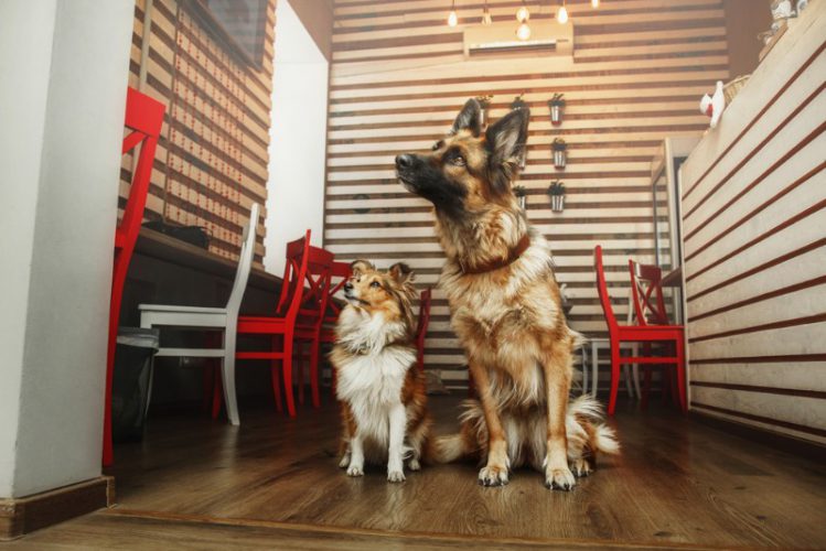 カフェ内の2匹の犬