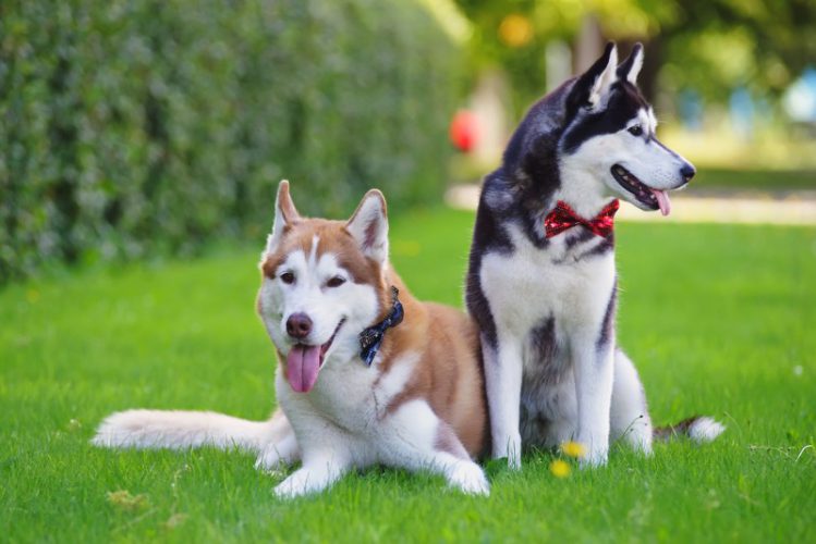 芝生の上の2匹の犬