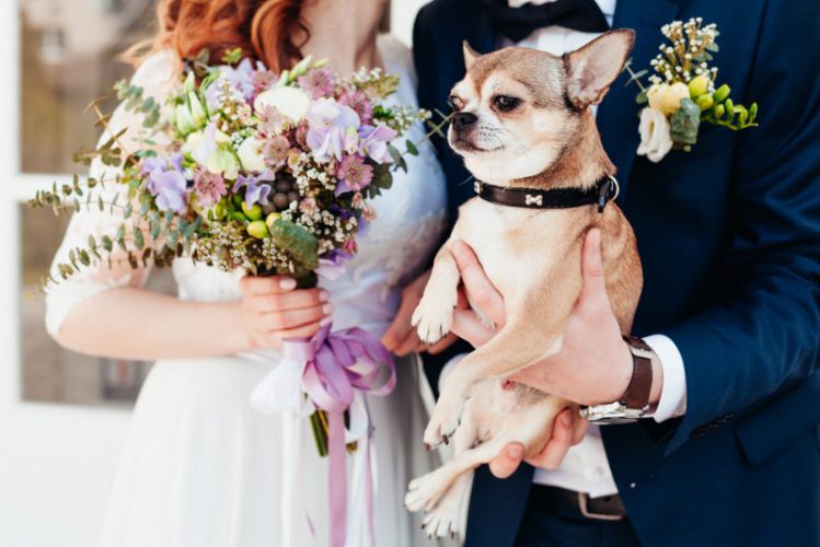 ペット可の結婚式に参列する際の注意点
