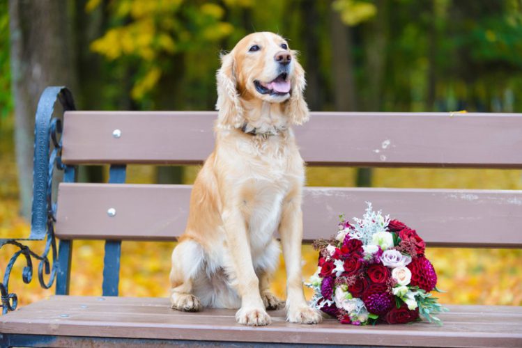 ベンチに座る犬と花