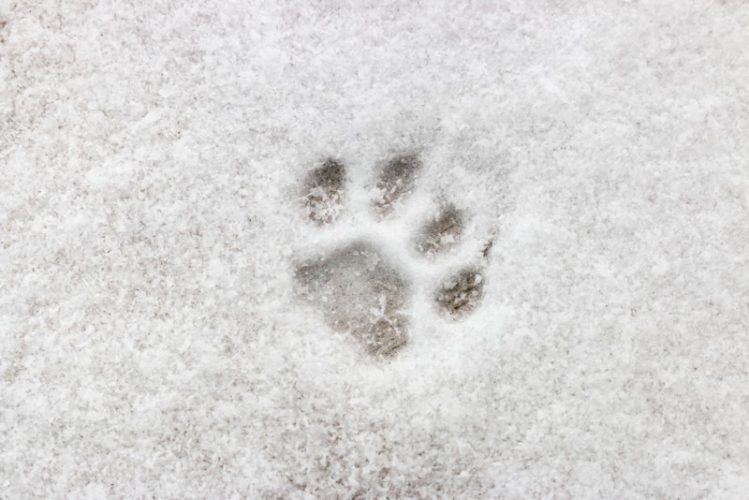 雪についた犬の足跡