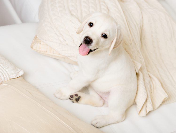 ベッドでくつろぐ白い子犬のラブラドール