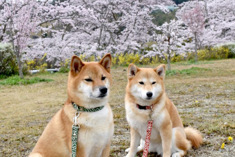 花見会場の２匹の柴犬