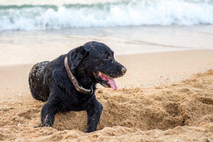 砂浜で穴を掘る犬