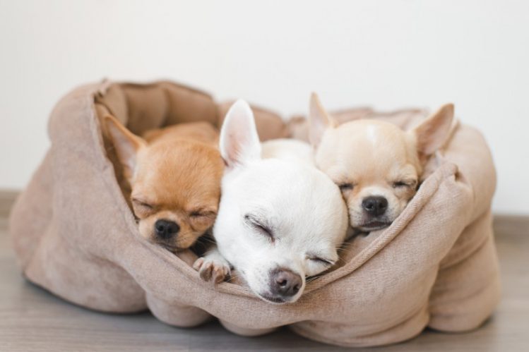 犬用ベッドで眠る3匹のチワワ