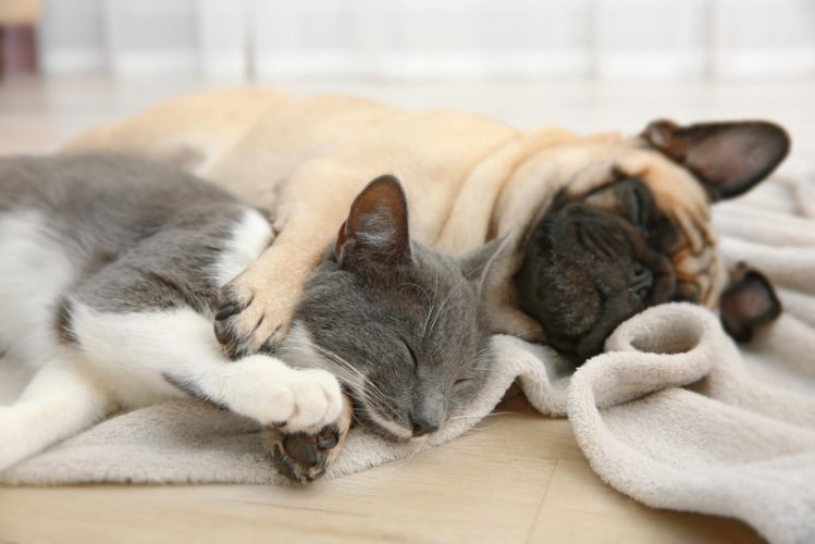 寝ている犬と猫