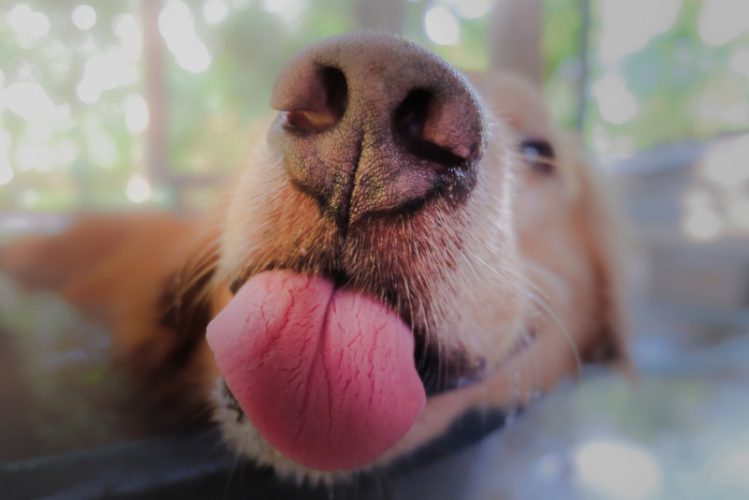 舌を出す犬のアップ