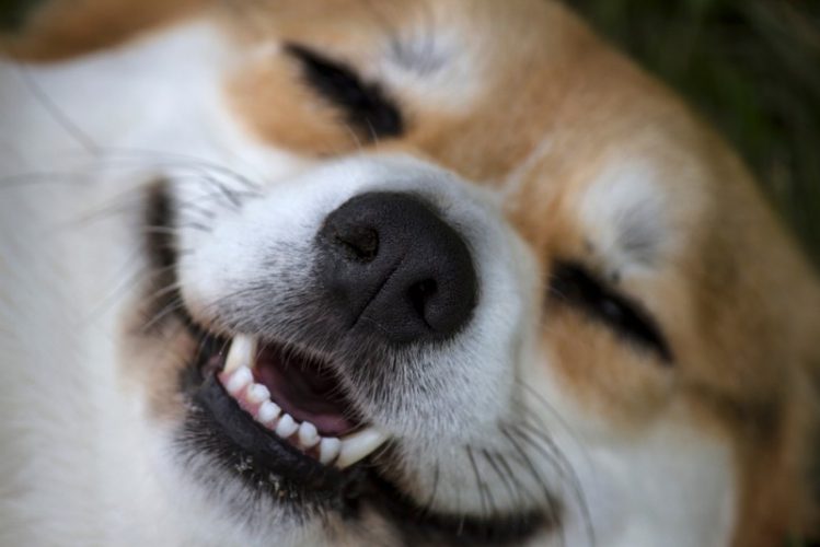 笑った表情の柴犬