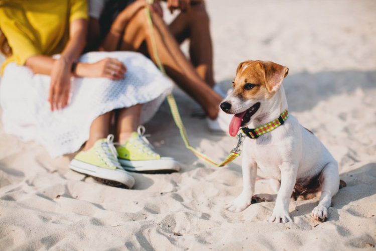 砂浜を散歩する犬と飼い主
