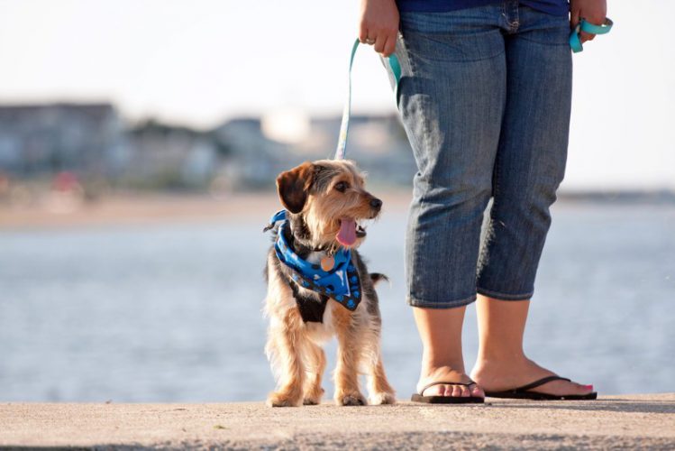 海辺を散歩する犬と飼い主