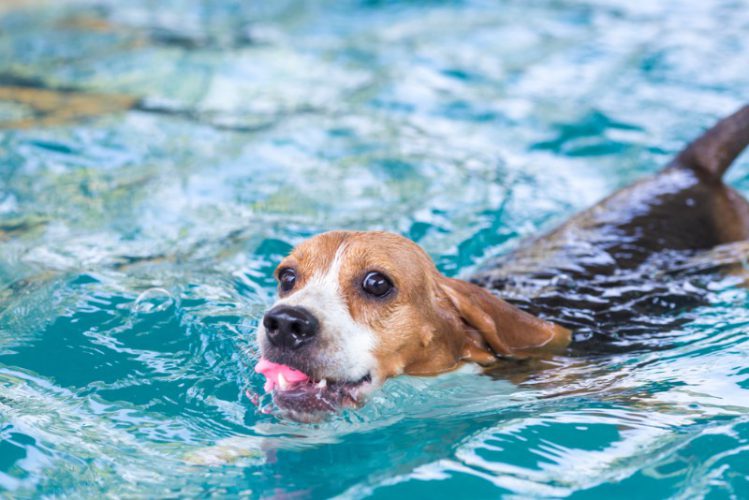 東京都内で犬が泳げるプール3選、愛犬の健康を考えたおでかけを楽しもう！