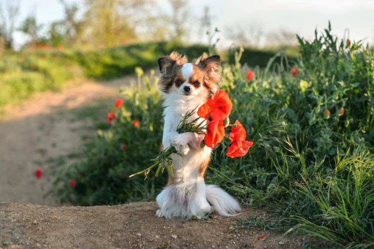 【獣医師監修】犬も花粉症に注意！鼻ではなく皮膚に症状が出るの？