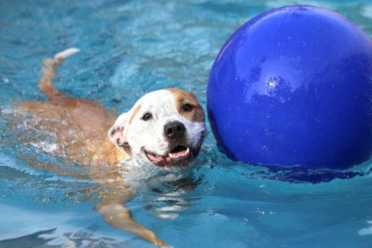 プールの中の犬とボール
