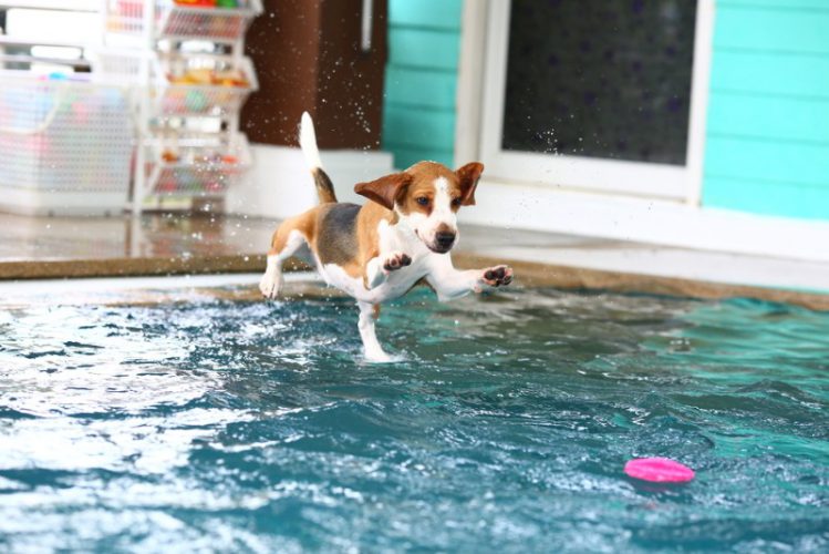 プールに飛び込む犬