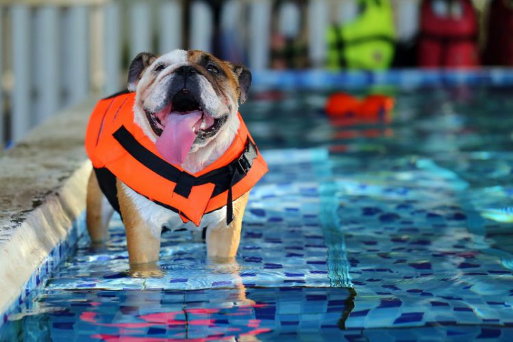シニア犬の運動に効果的！？犬に泳ぐ機会を与えるメリット