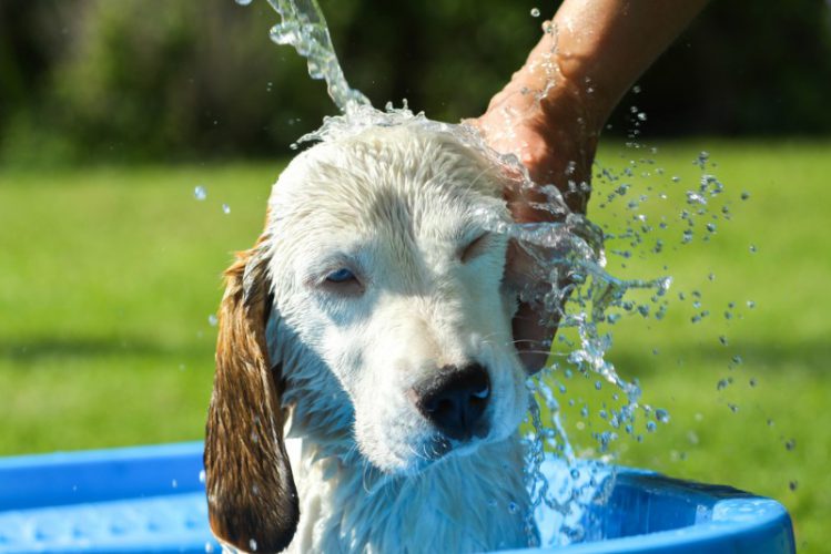 頭から水をかけられる犬