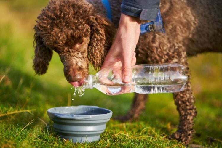 ペットボトルから注がれる水を飲む犬