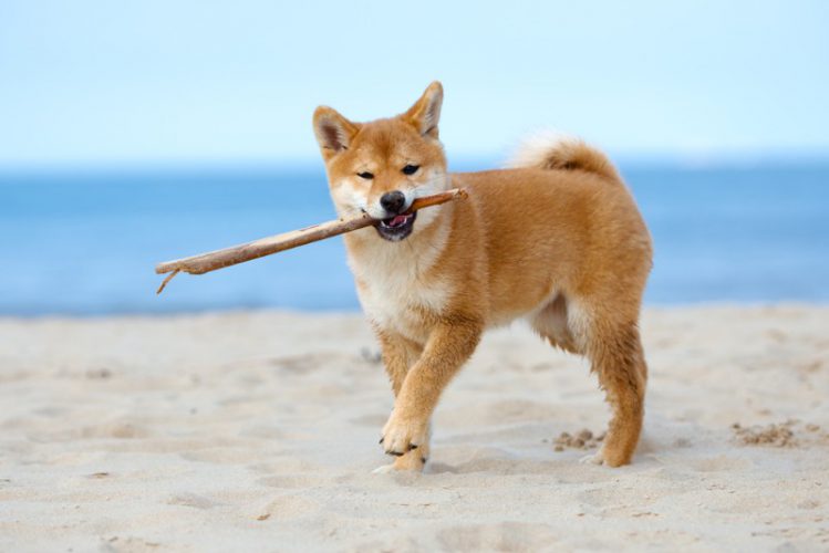 砂浜で棒をくわえる子犬の柴