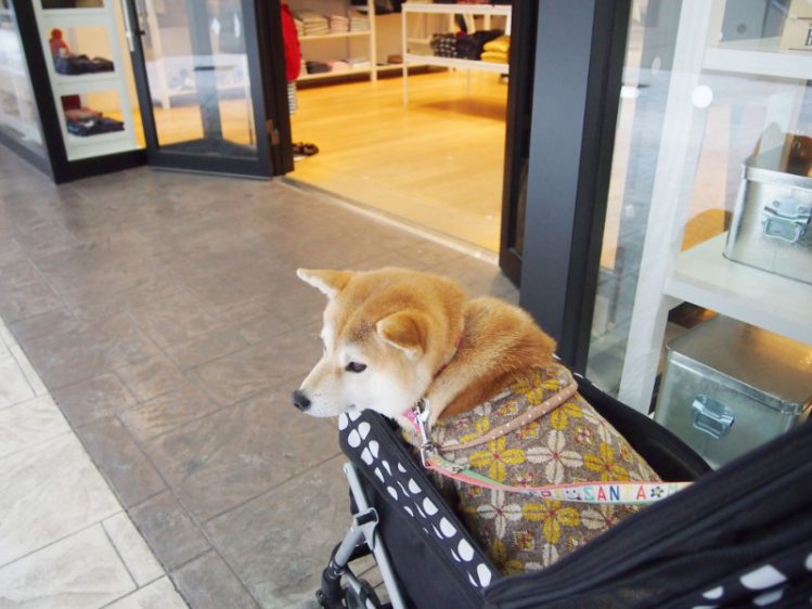 休日は愛犬とお買い物！関東（千葉・埼玉）にあるアウトレット周辺のドッグカフェ4選